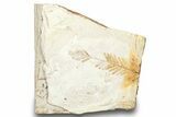 Fossil Plant (Metasequoia) Plate - McAbee, BC #248955-1